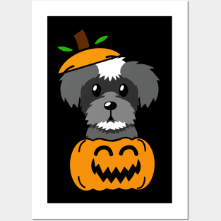 Funny Schnauzer is in a pumpkin Posters and Art